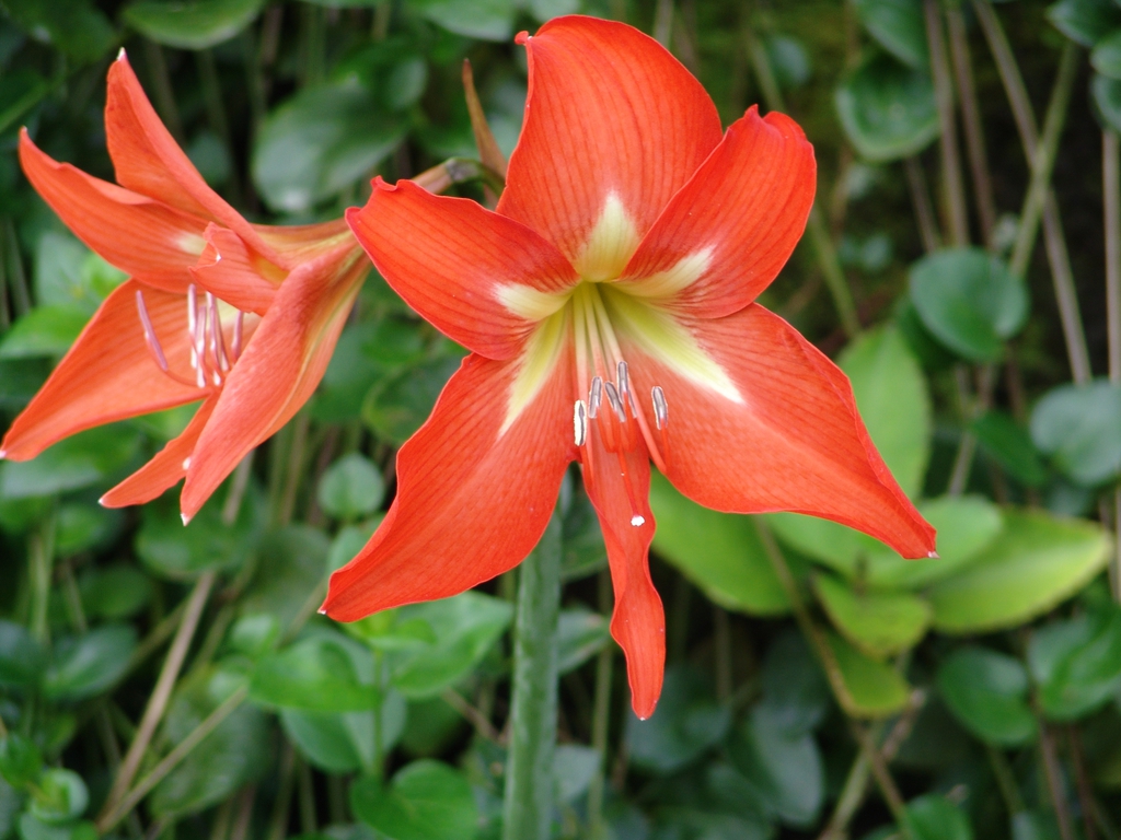 Form