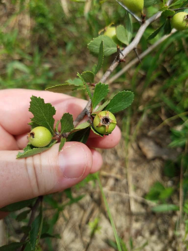 Hips in June in Emanuel County, Georgia