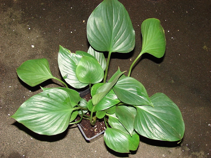 Potted plant with large, paddle-shaped leaves.