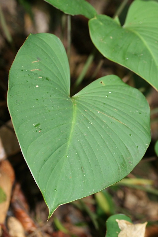 Large heart-shaped leaf.