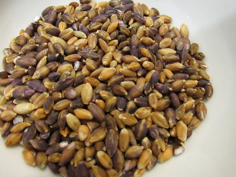 Bowl of barley grains.