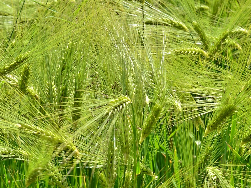 Spikes of barley