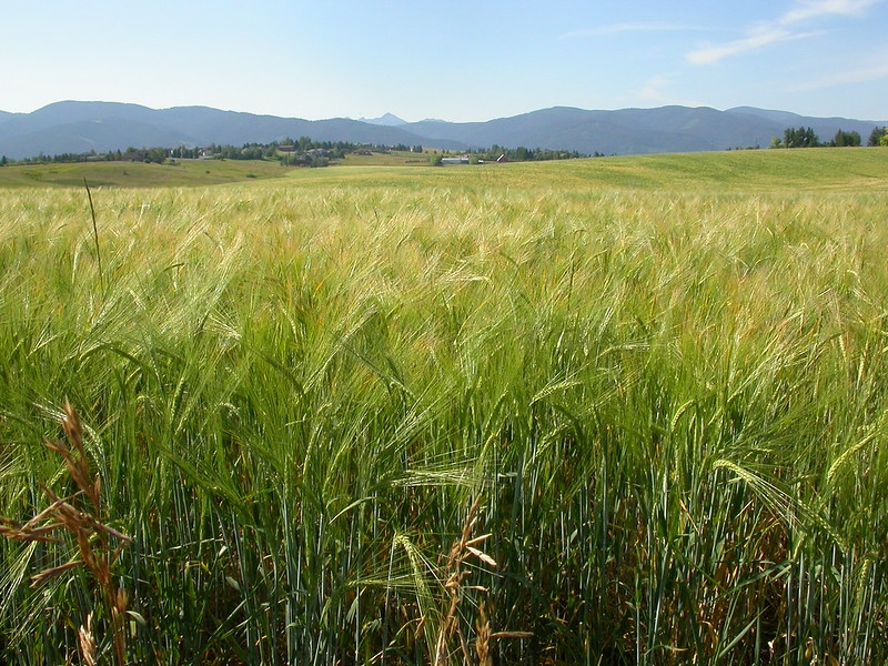Field of barley
