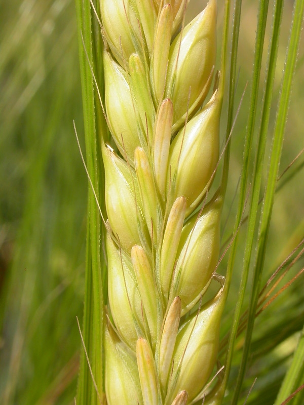 Close-up of a spike of barley