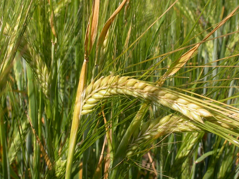spike of barley