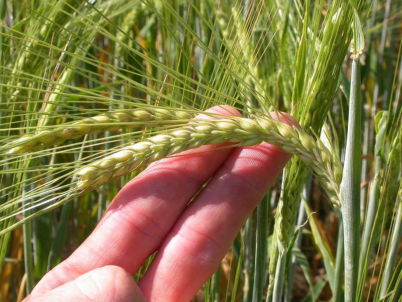Hand holding spike of barley