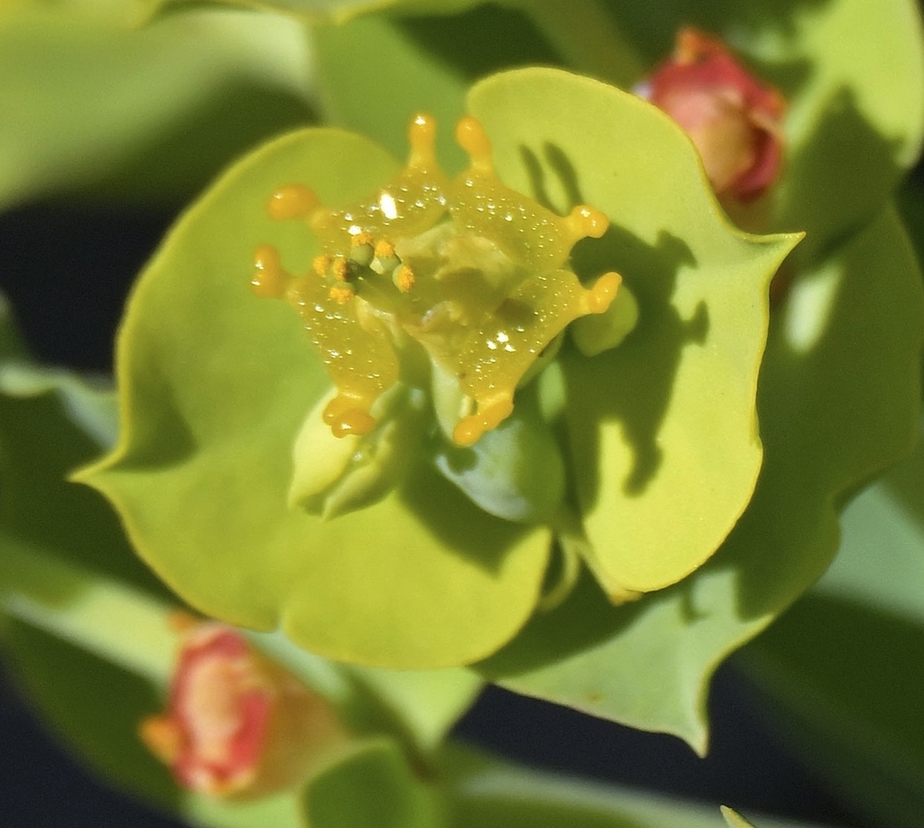 Horned yellow glands, true yellow flowers, bright green bracts