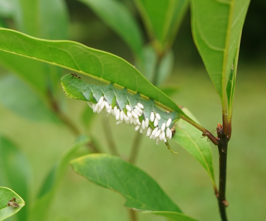 Hornworm with Parasitoid Wasp eggs on Fringe Tree Chatham Count