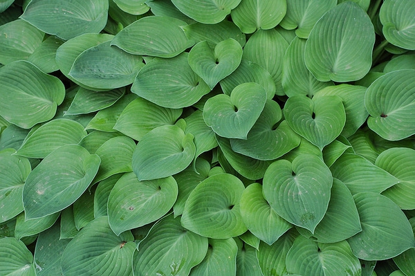 Hosta spp.