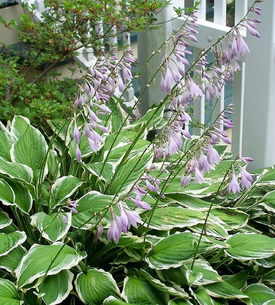 Hosta spp.