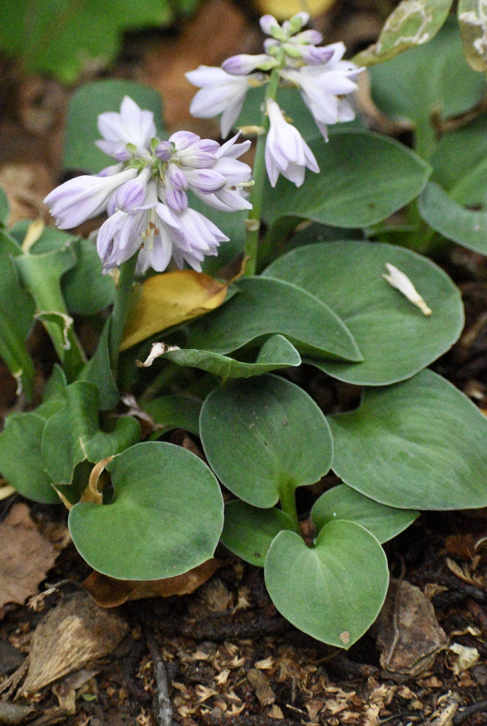 Form