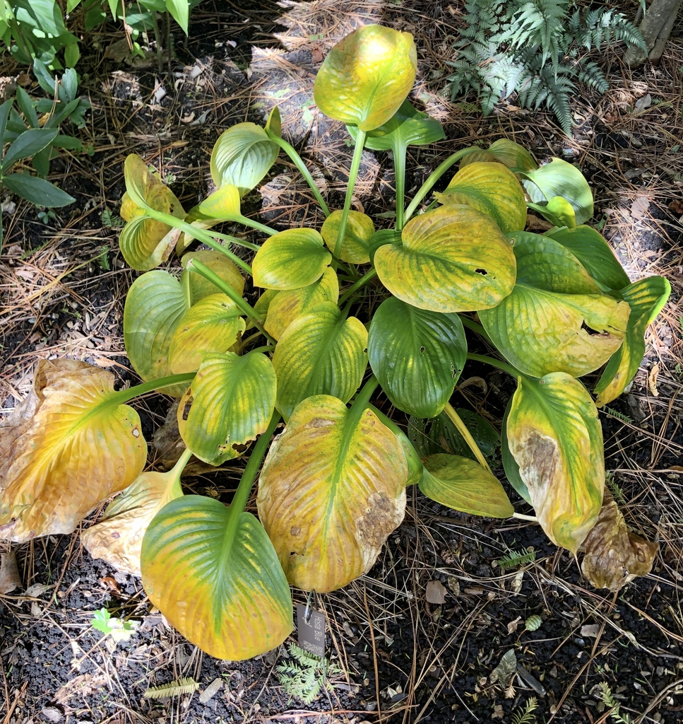 Form - Fall - Wake Co., NC