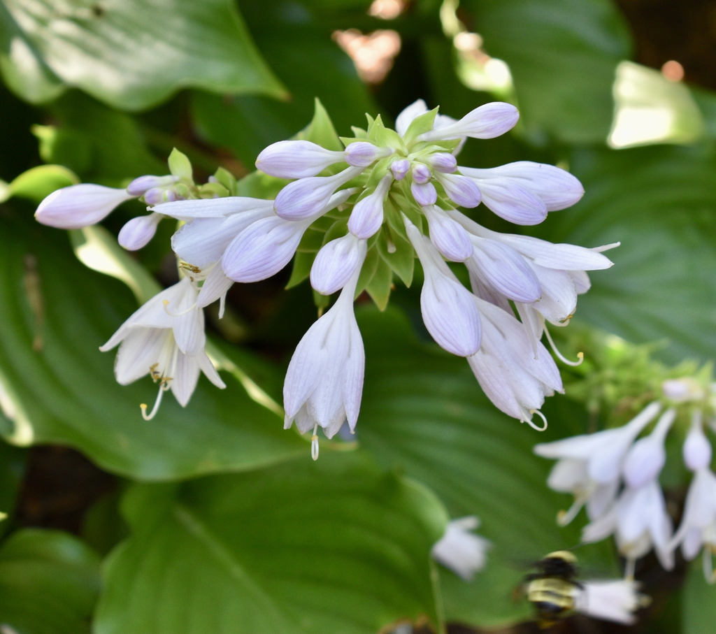 Flowers - Aug. 12 - Wake Co., NC
