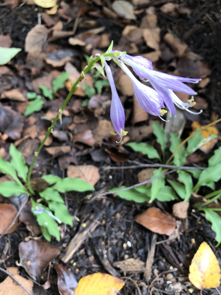 Hosta