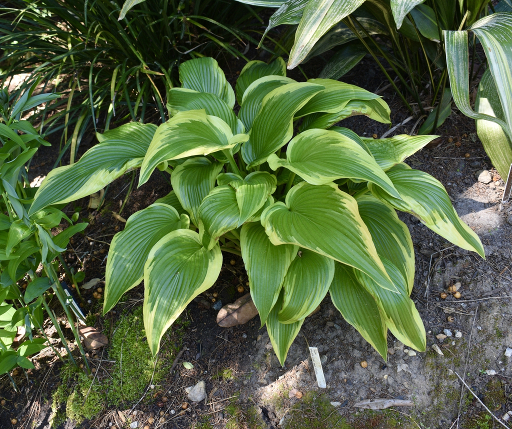 'Marbled White' - Form - April 22 - Wake Co., NC