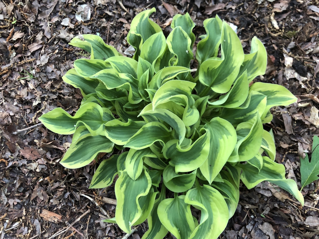 Hosta