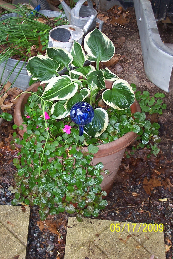 'Patriot" (with Ajuga reptans), spring, Iredell County, NC