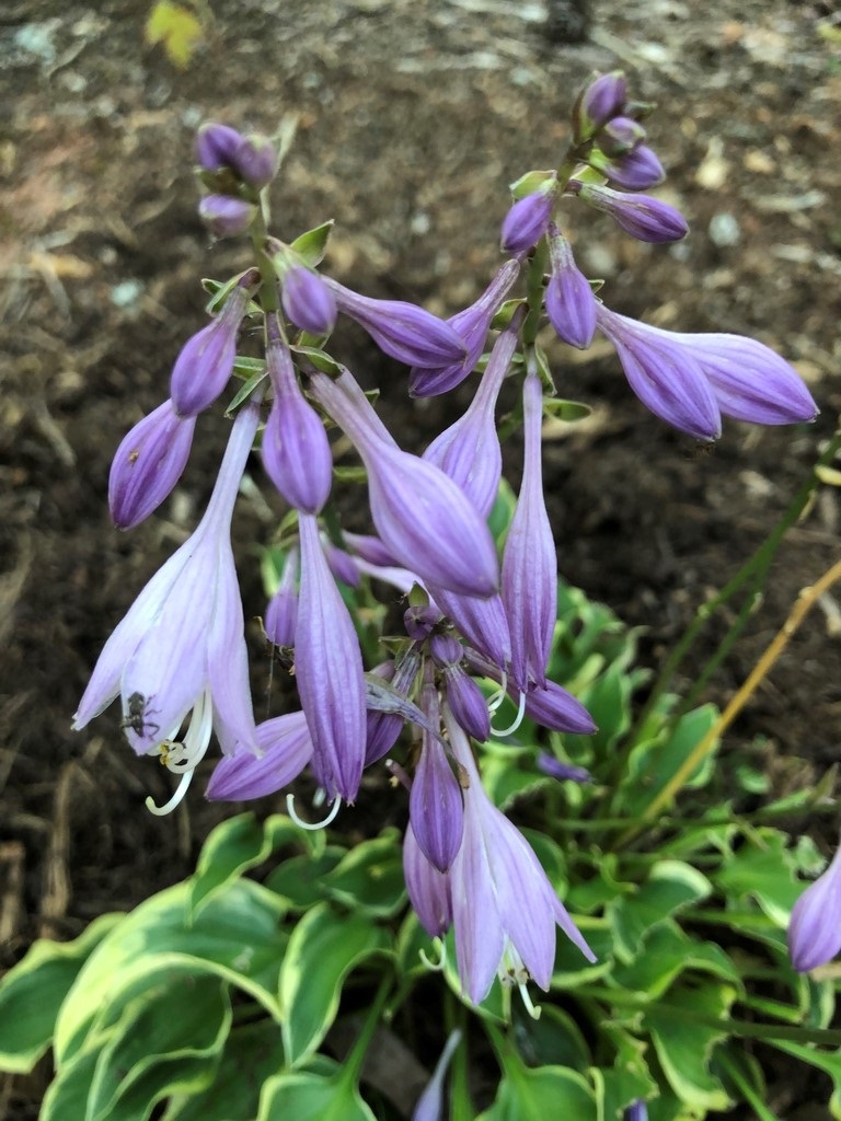 Hosta