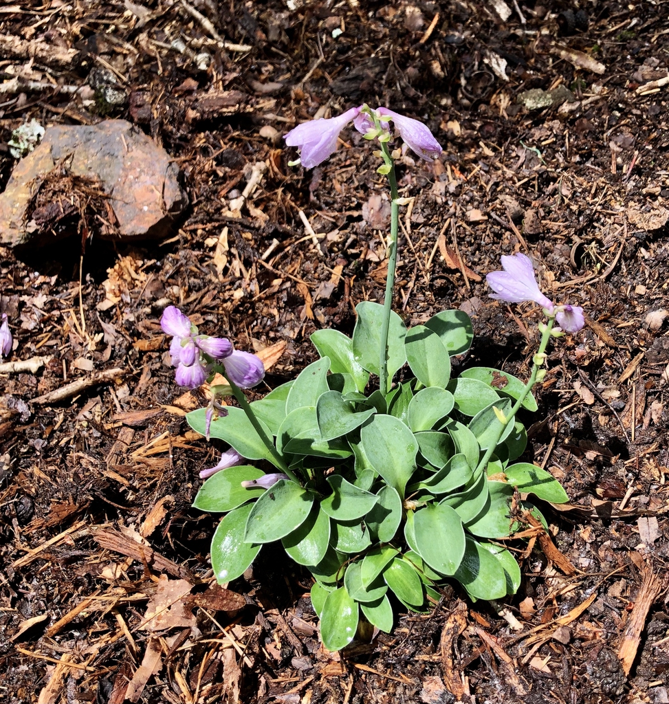 Hosta 'Blue Mouse Ears'