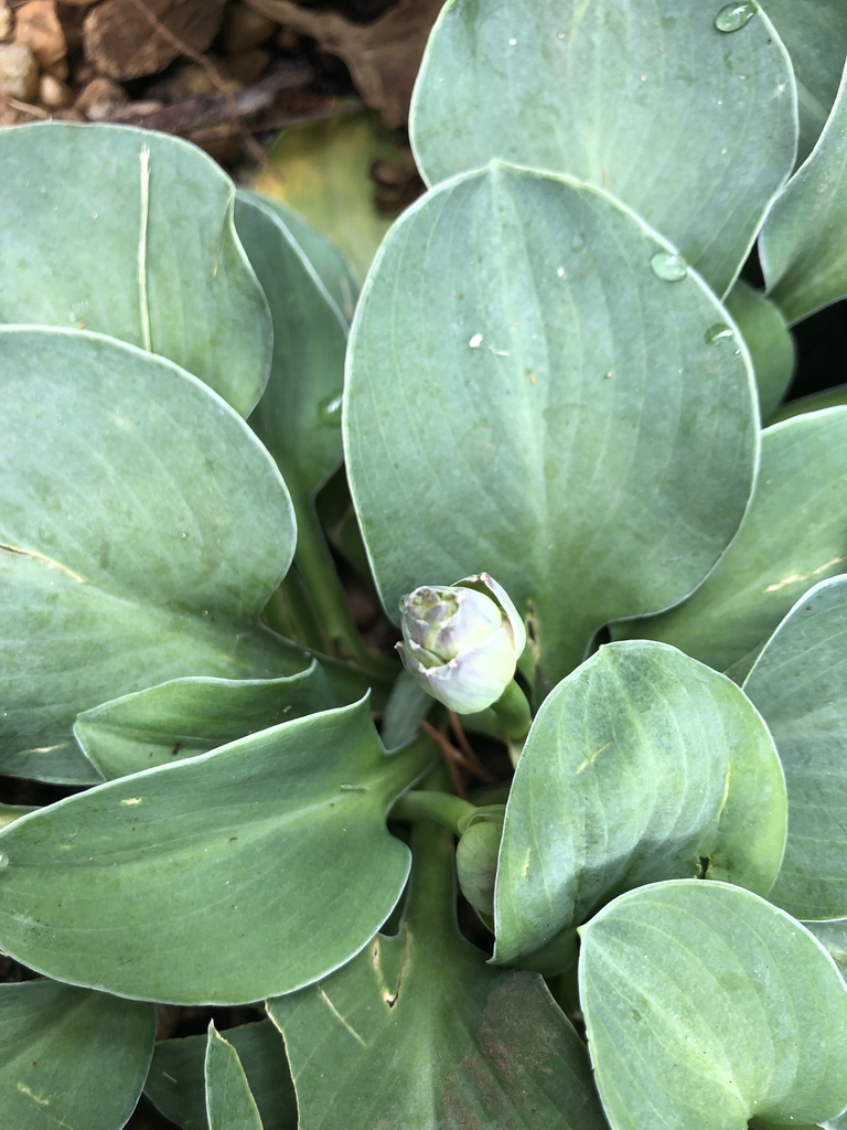 flower bud, late spring, Warren County, NC