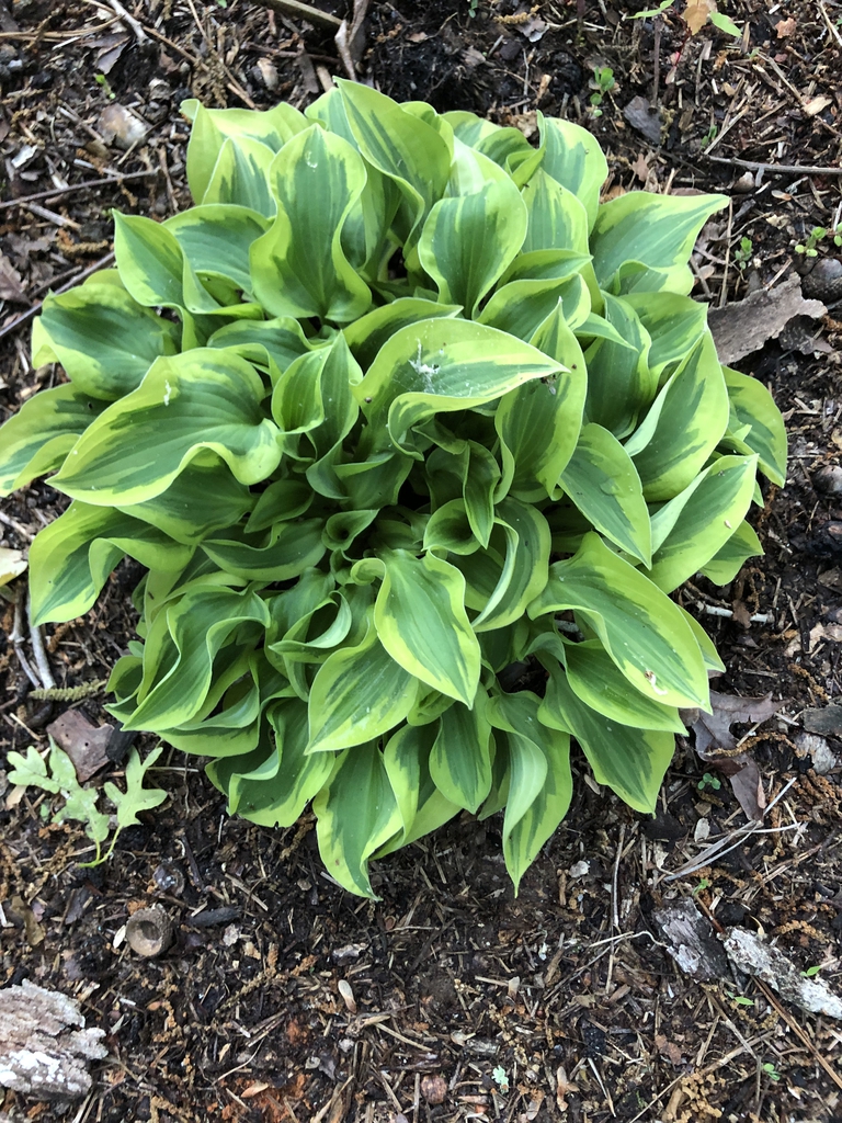 Hosta
