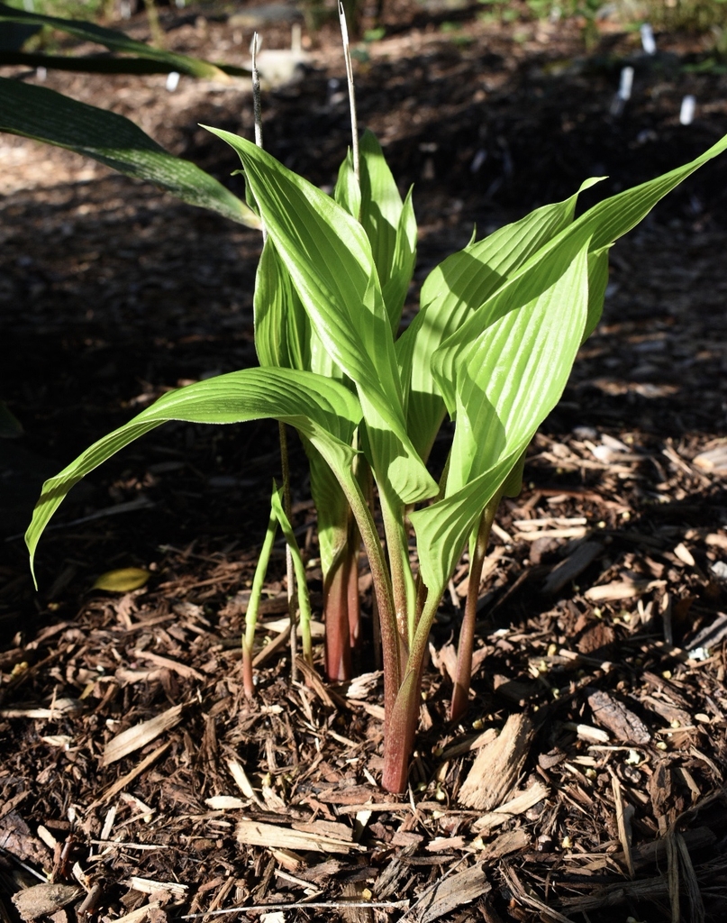 'Red Dragon - Form - March - Wake Co., NC