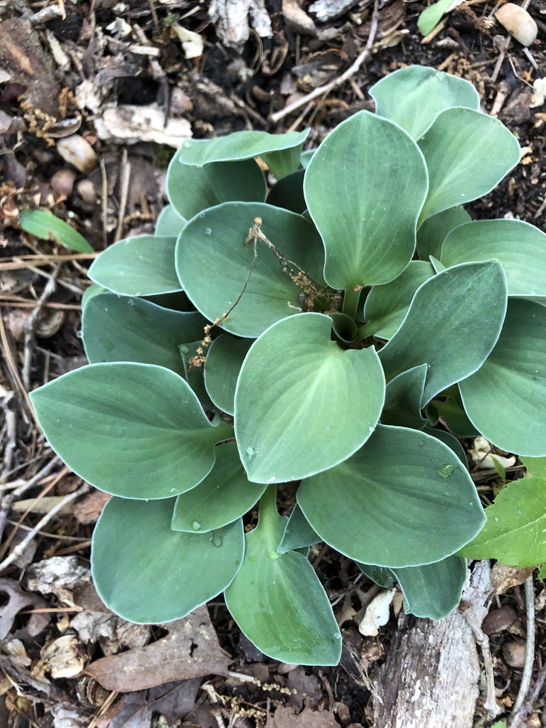 Hosta 'Blue Mouse Ears'