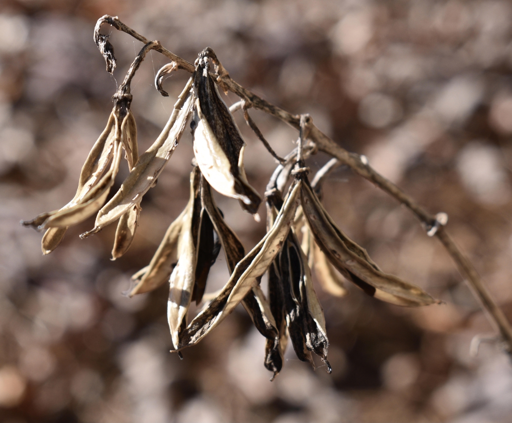 Hosta