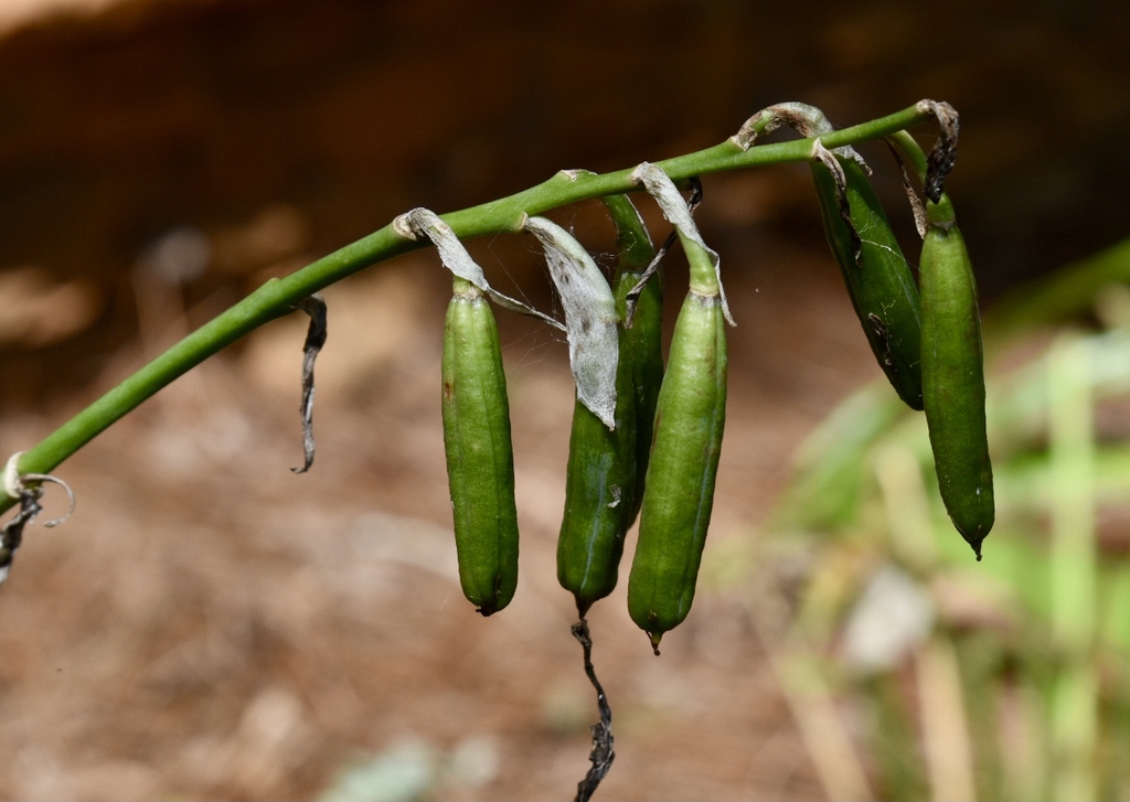 Seed pods - September - Wake Co., NC