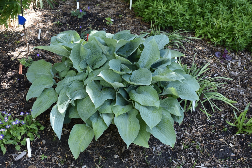 'Blue Pillow' Form - April - Wake Co., NC