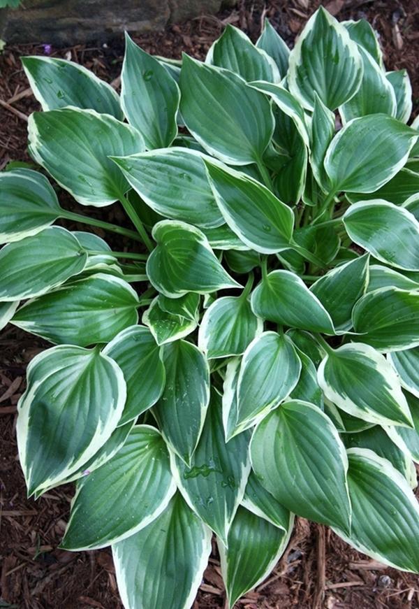 Hosta