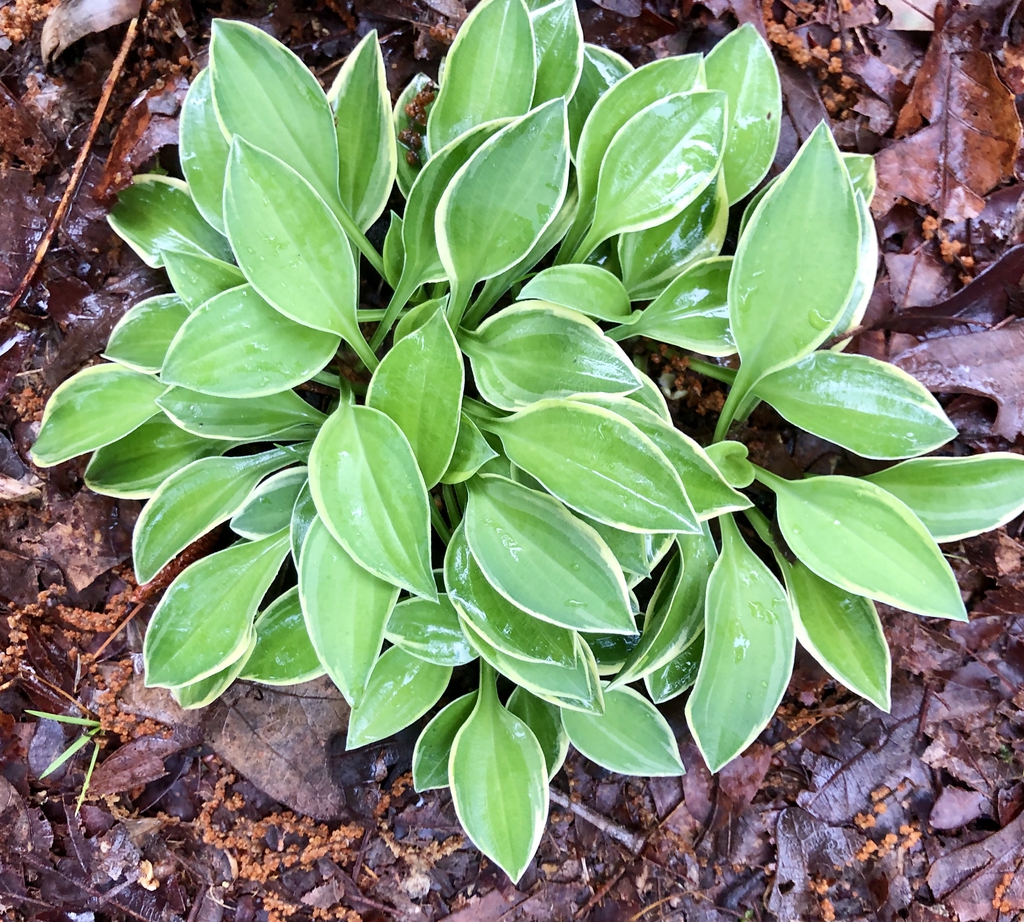 form