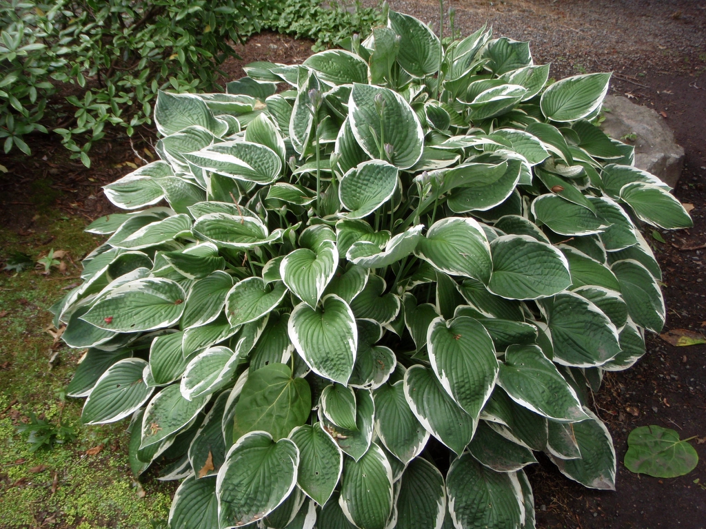 Hosta
