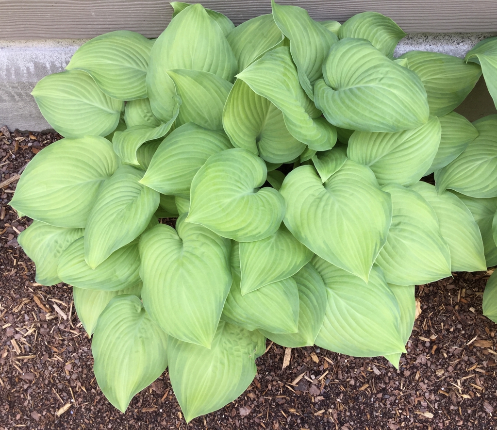 'Guacamole' form and leaves, spring, Durham County, NC