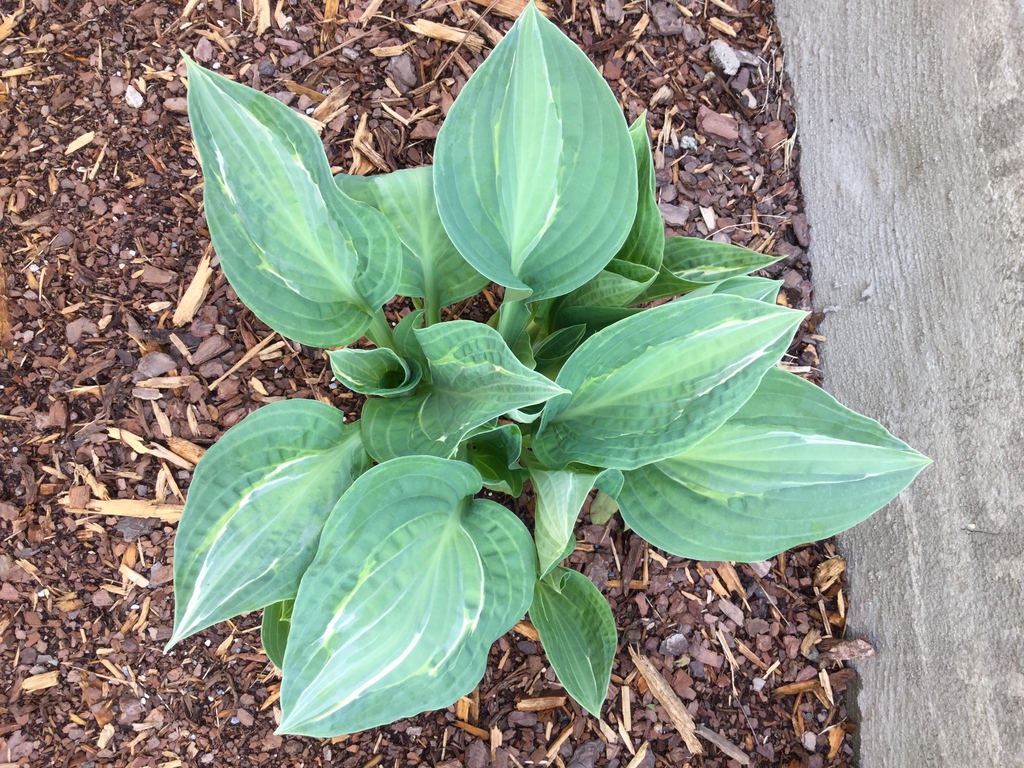 'Kiwi Full Monty' emerging plant, spring, Durham County, NC