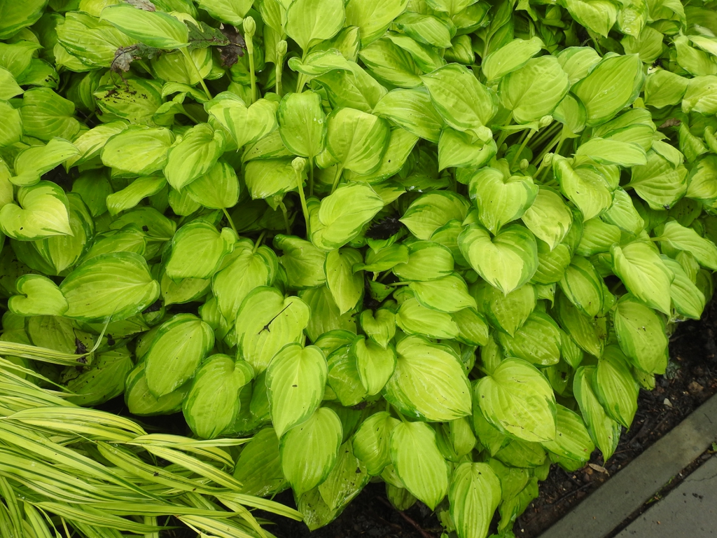 Hosta 'Super Nova'