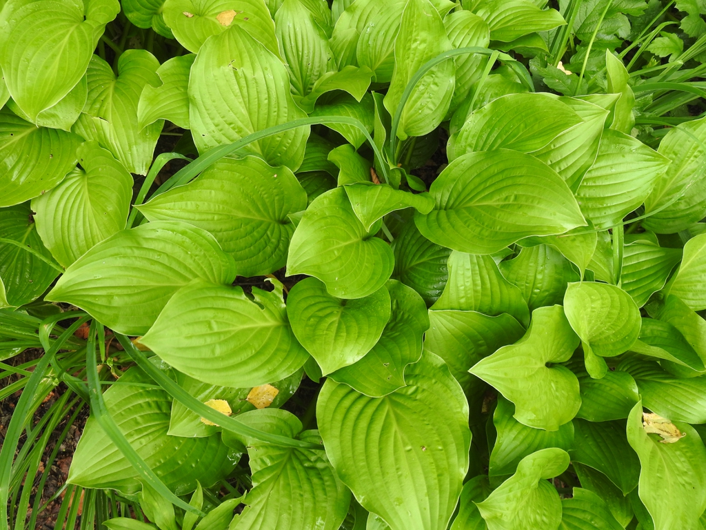 Hosta 'Twist of Lime'
