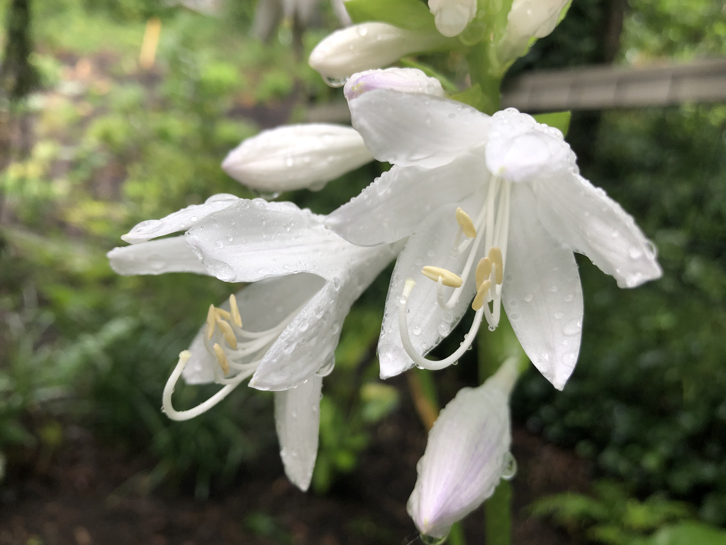 Hosta plantaginea