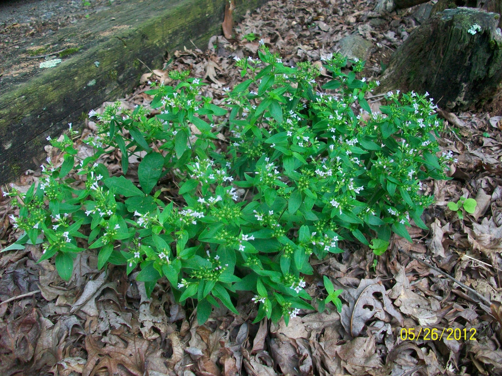 habit, spring, Iredell County, NC