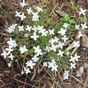Houstonia caerulea