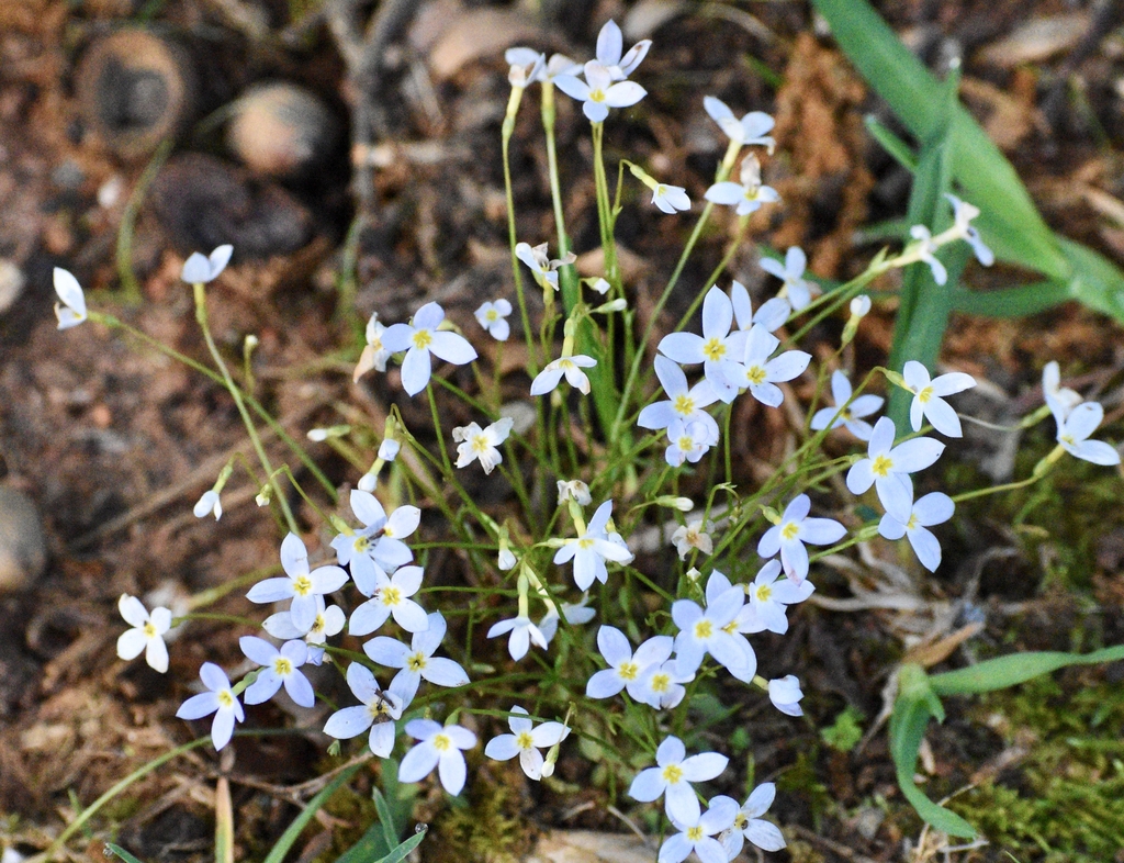 Form - Spring - Wake Co., NC