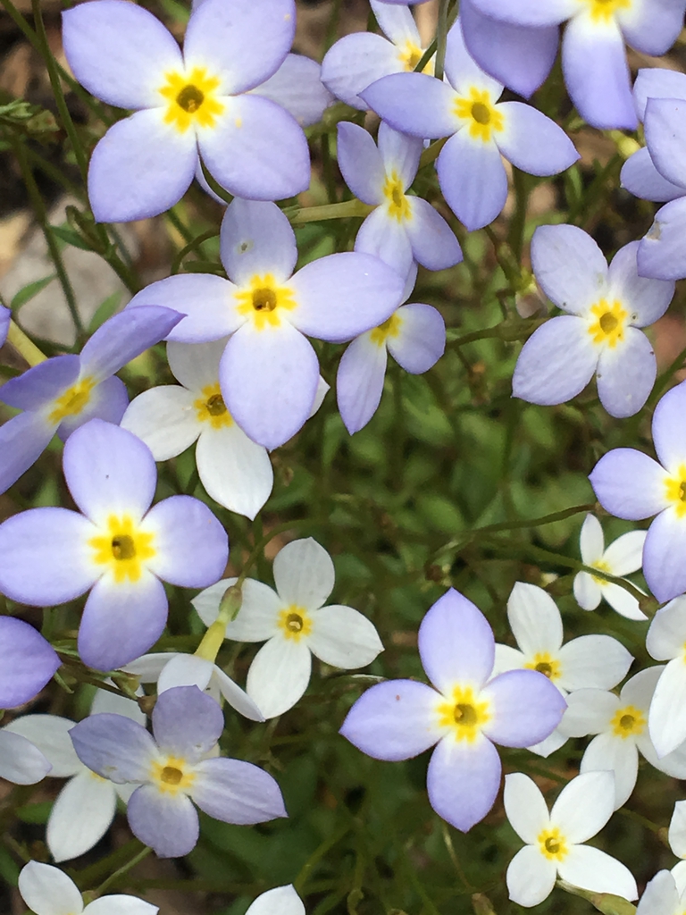 Houstonia caerulea