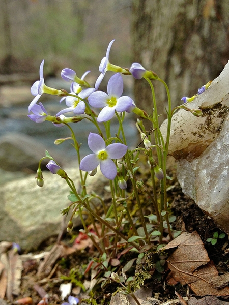 Houstonia caerulea