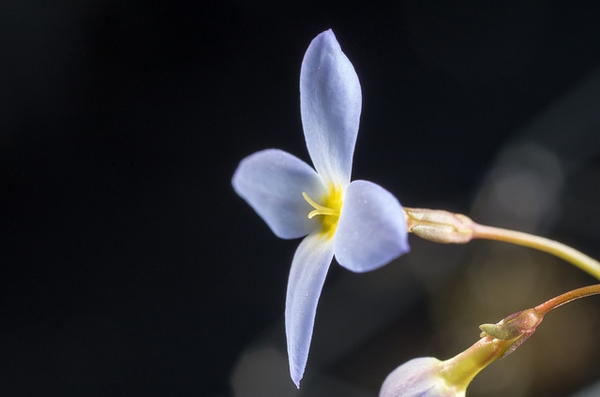 Houstonia caerulea