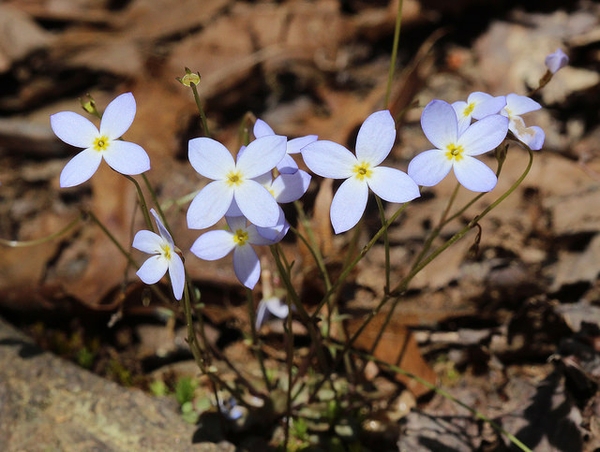 Houstonia caerulea