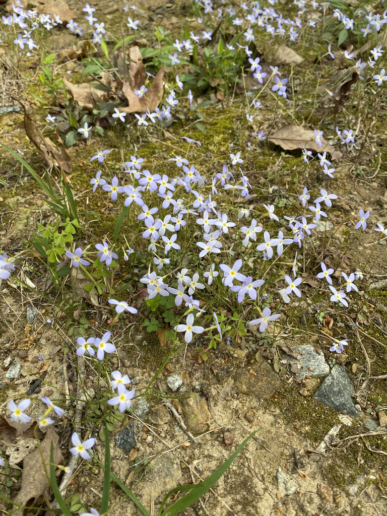 Houstonia caerulea