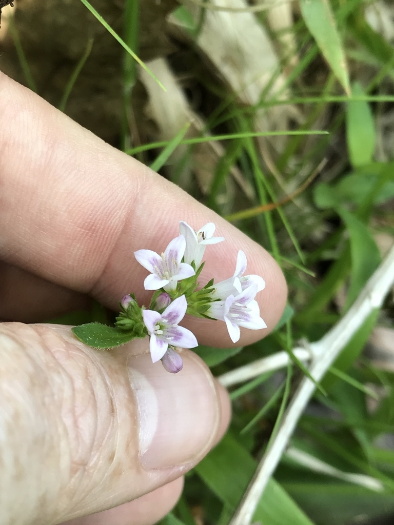 Small, trumpet-like, 4-lobed, pale purple flowers