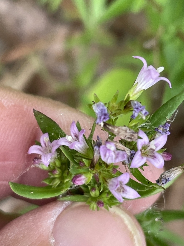 Small, trumpet-like, 4-lobed, pale purple flowers