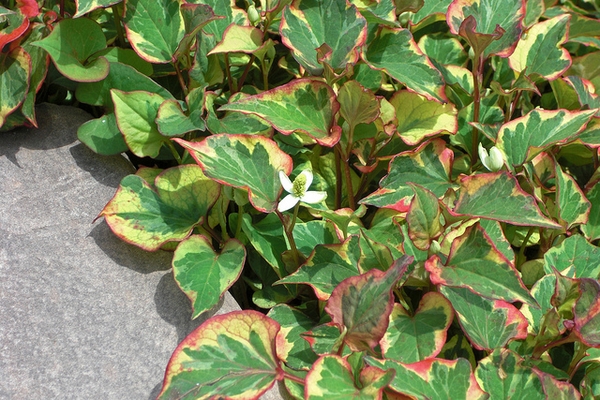 Houttuynia cordata