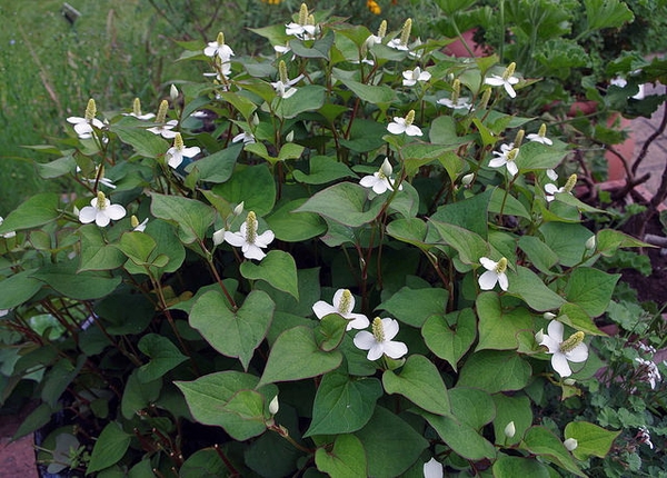 Houttuynia cordata